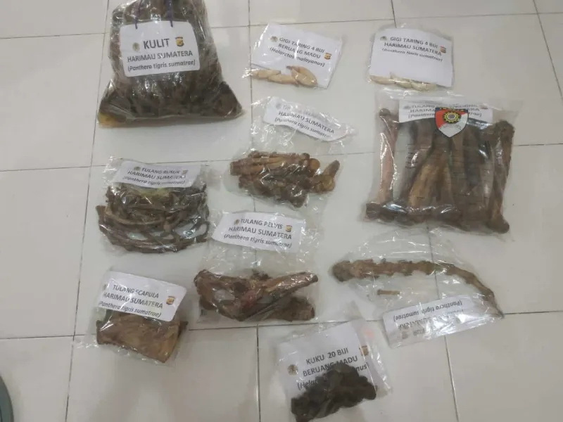 Berkas Perkara Perdagangan Kulit Harimau Dilimpahkan ke Kejari Aceh Timur
