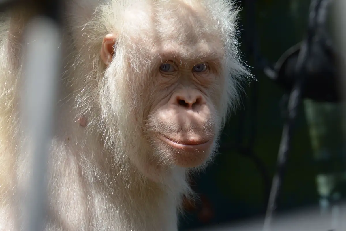 Berkenalan dengan Alba, Satu-Satunya Orangutan Albino di Dunia