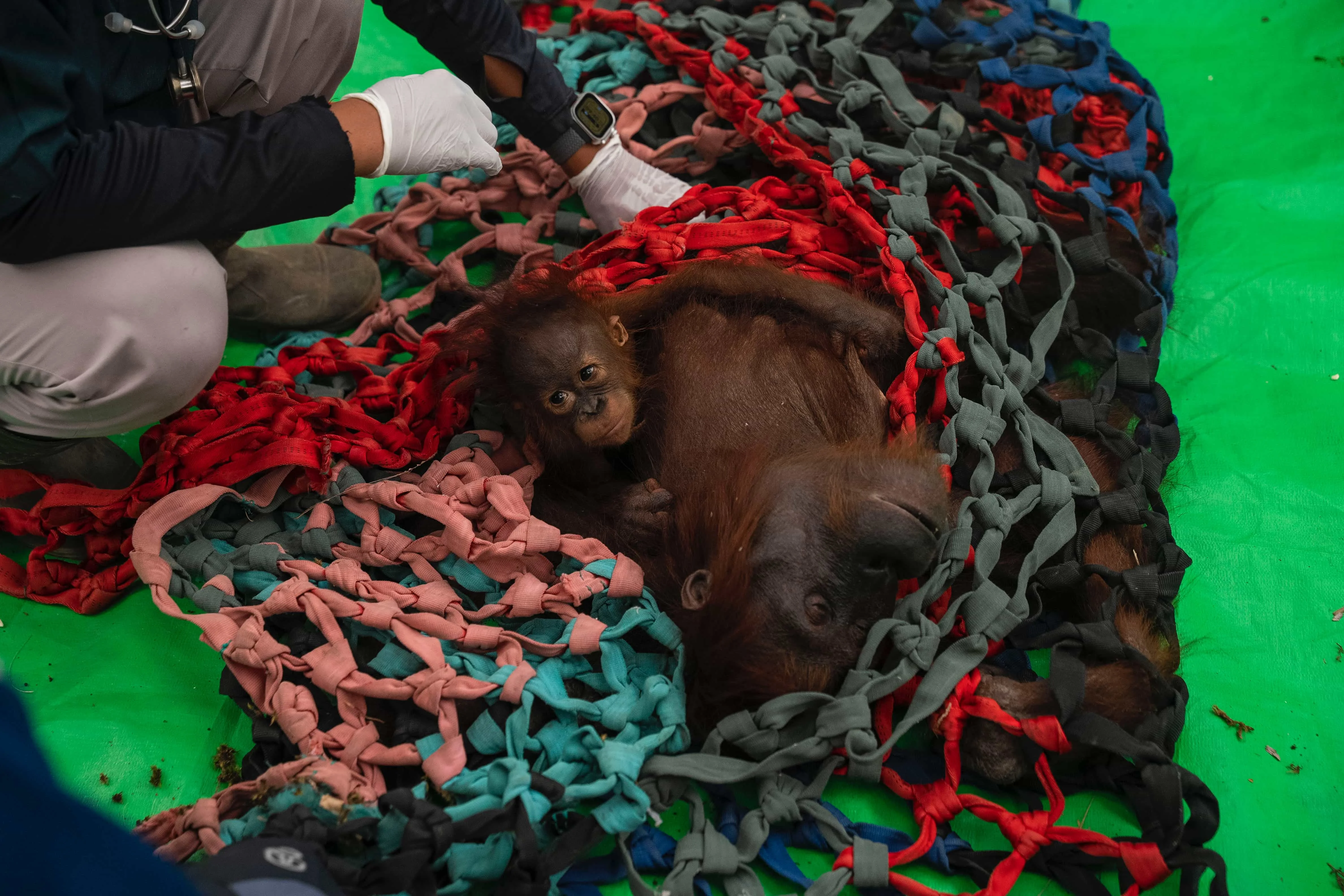 Bertambah Lagi, Tiga Orangutan Terjebak Asap di Kebun Sawit dengan Luka Bakar Hingga Anemia