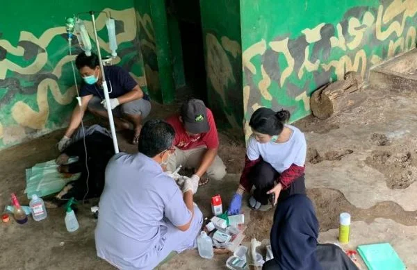 Beruang Madu Korban Jerat di Jambi Melahirkan, Pelepasliaran Ditunda