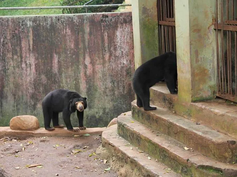 Beruang Madu Korban Penganiayaan Direhabilitasi BKSDA Jambi