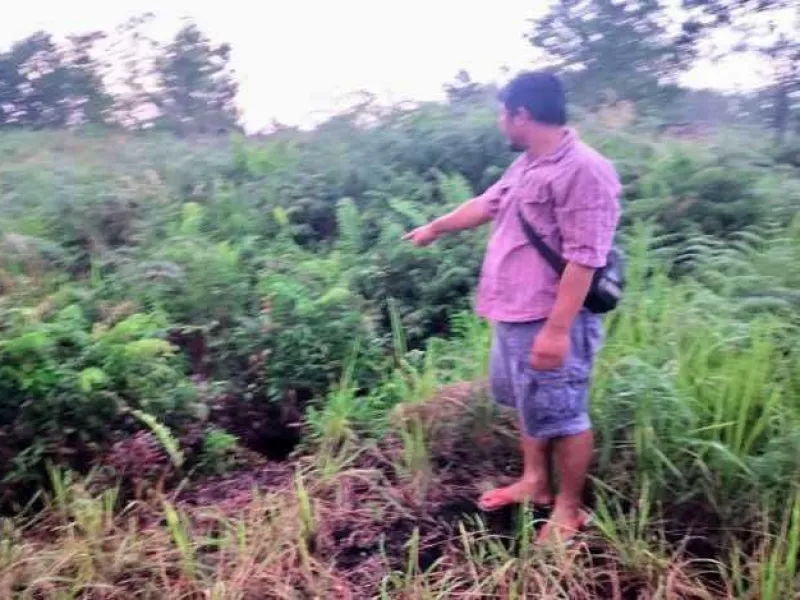 Beruang Madu Muncul di Permukiman, Puluhan Ternak Warga Mati