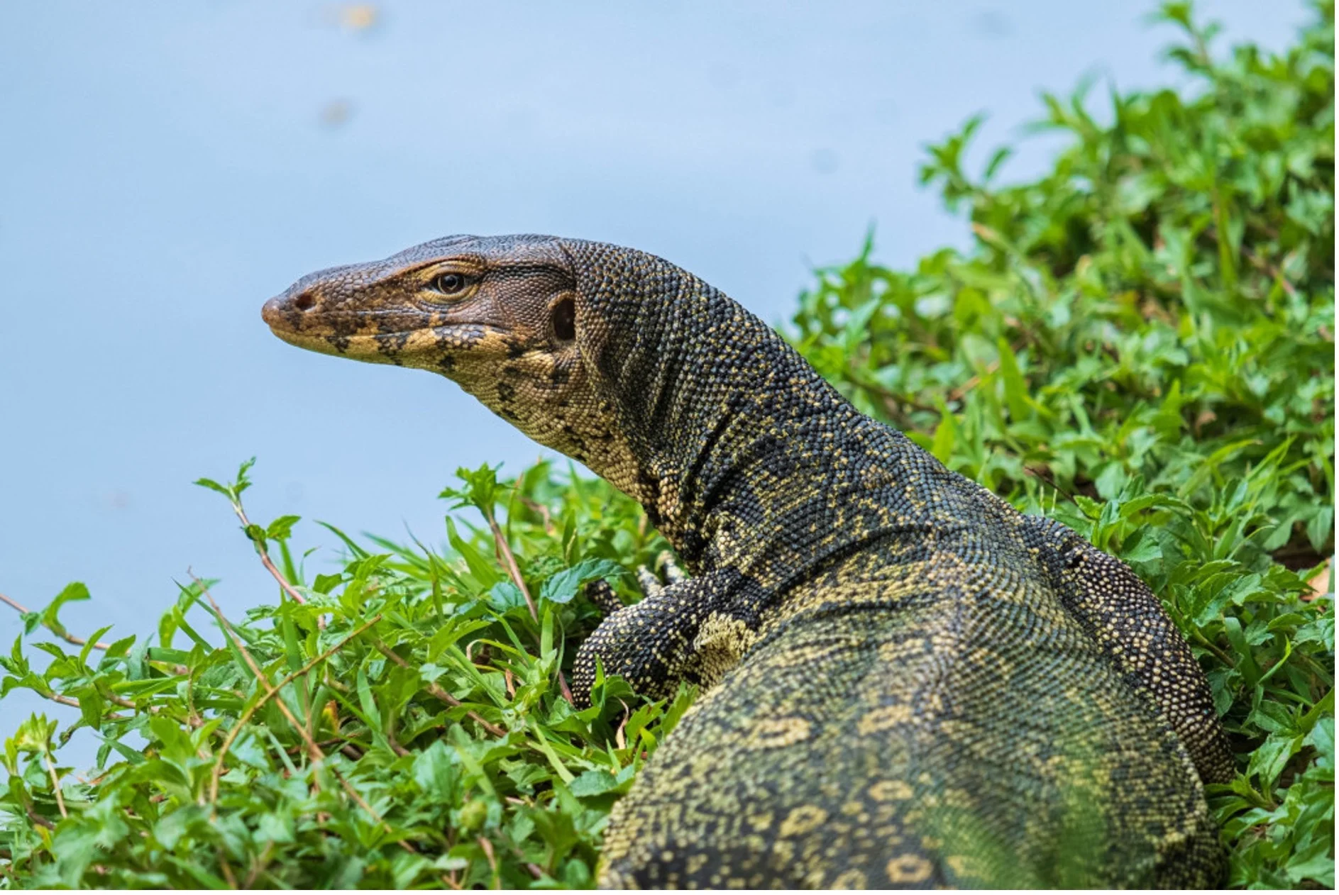 Biawak Air, Predator Alami yang Sering Disangka Hama