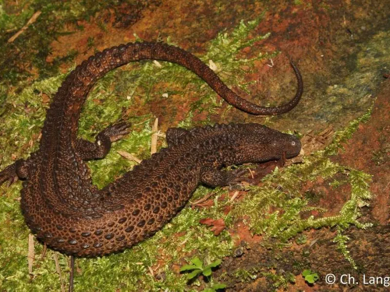Biawak Kalimantan, Satwa Endemik Tak Bertelinga yang Mirip Naga