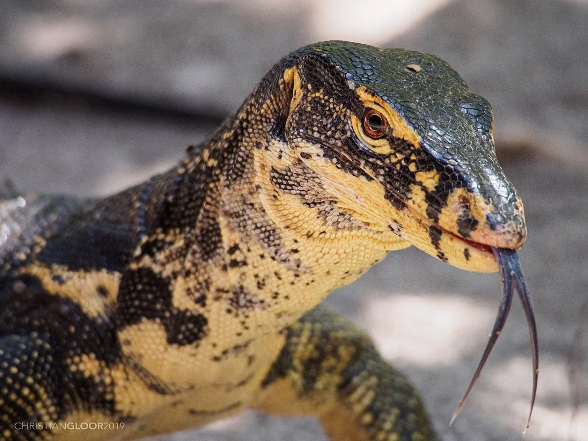 Biawak untuk Konsumsi dan Ekspor Kulit, Picu Risiko Zoonosis dan Ketidakseimbangan Ekosistem