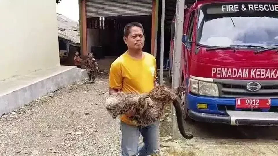 Satu ekor binturong jantan dewasa kehilangan nyawa di Pandeglang diduga karena senapan angin Foto Istimewa - Binturong Ma...