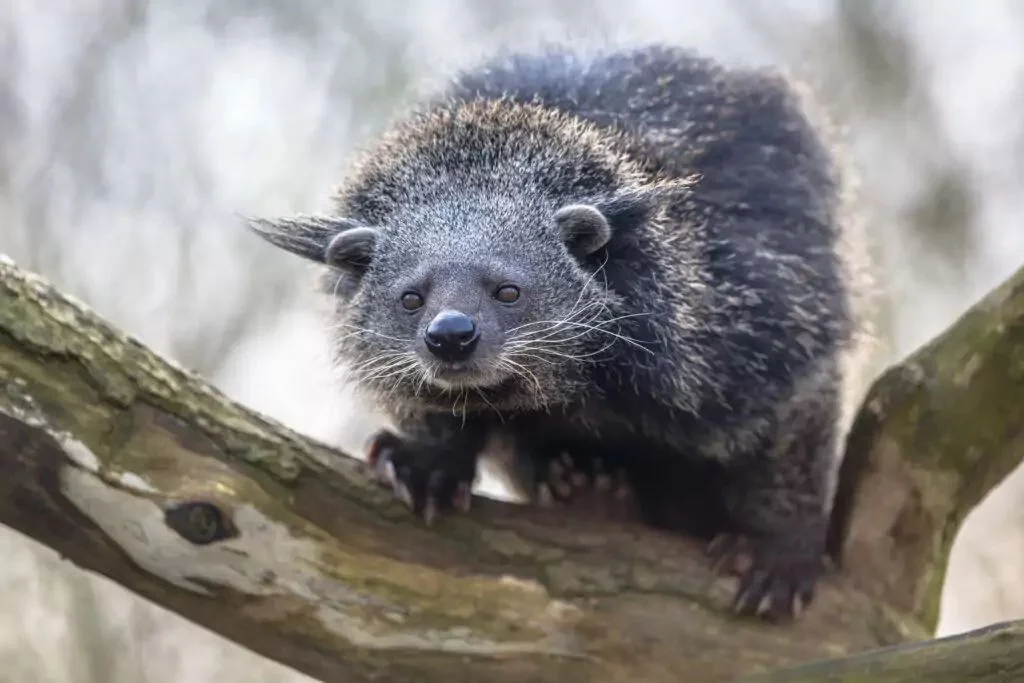 Binturong, Musang Besar yang Menjadi Spesies Kunci Ekosistem