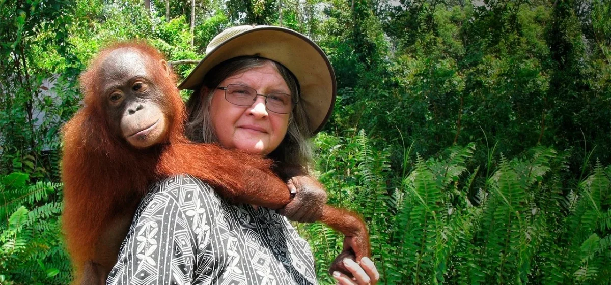 Biruté Galdikas mengabdikan puluhan tahun hidupnya untuk meneliting orangutan di Tanjung Puting Foto OFI - Biruté Galdika...