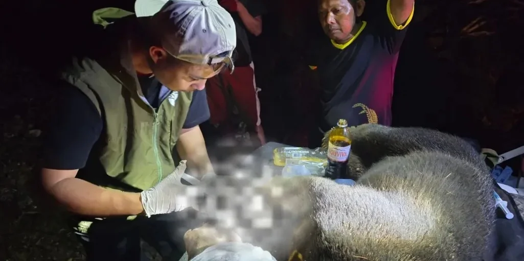 BKSDA Aceh Evakuasi Beruang Madu Kesasar Kebun Warga