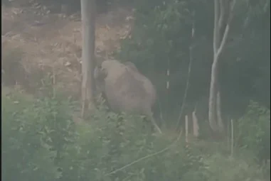 Gajah jantan yang sempat terekam mengejar dua warga di perkebunan Kabupaten Aceh Tengah Foto tangkapan layar video warga...