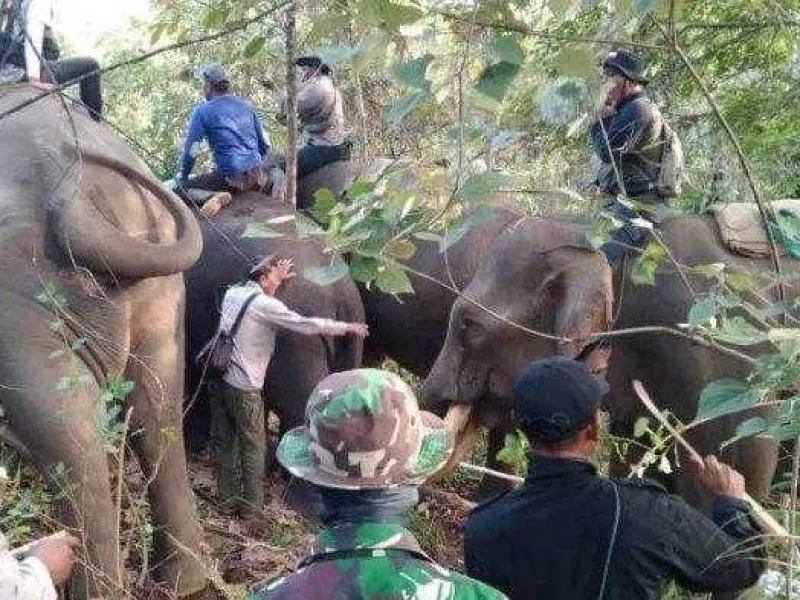 BKSDA Aceh Translokasi 1 Gajah Liar yang Dekati Pemukiman