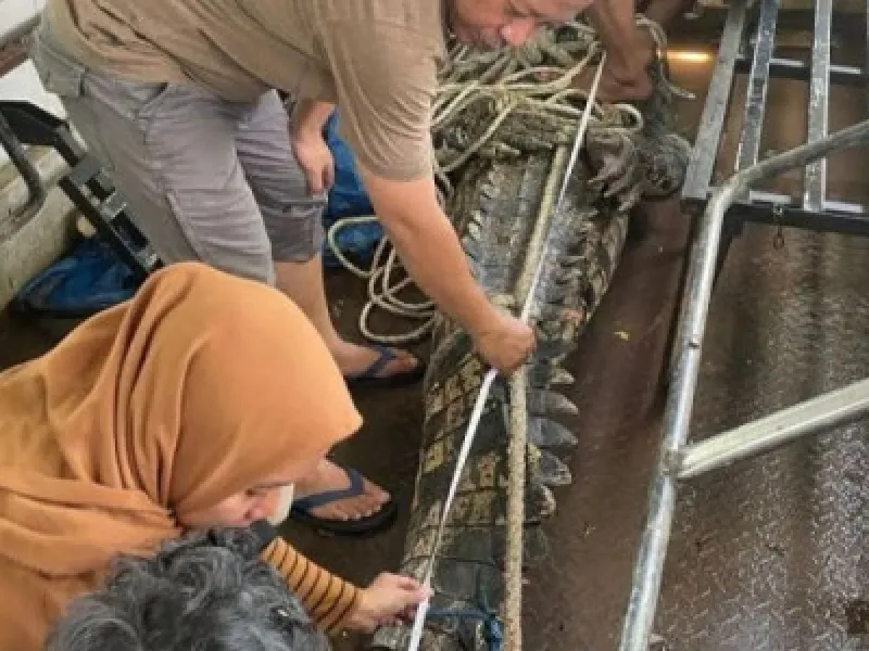 BKSDA akan Lepas Liarkan Buaya yang Dititipkan di Cimory