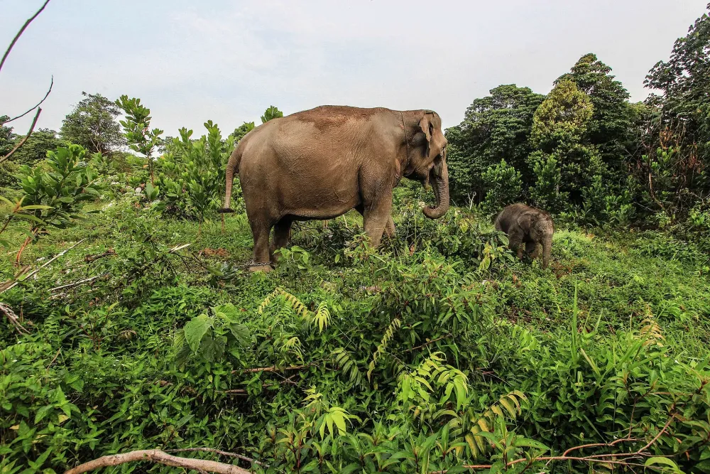 Ilustrasi gajah sumatera Foto Hadly VavaldiWikimedia Commons - BKSDA Bengkulu Gunakan Drone Thermal Pantau Gajah Sumatera