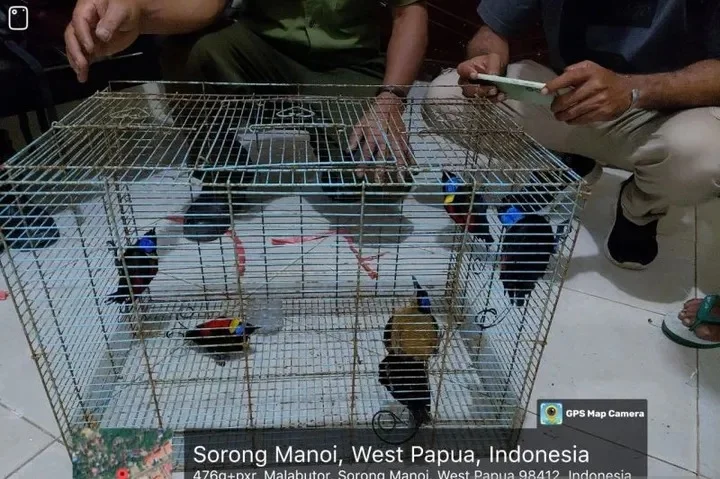 Cenderawasih botak (Cicinnurus respublica), satwa asli Raja Ampat yang ditemukan hendak diselundupan di atas KM Gunung Dempo, Jumat (22/8/2025). | Foto: merdeka.com