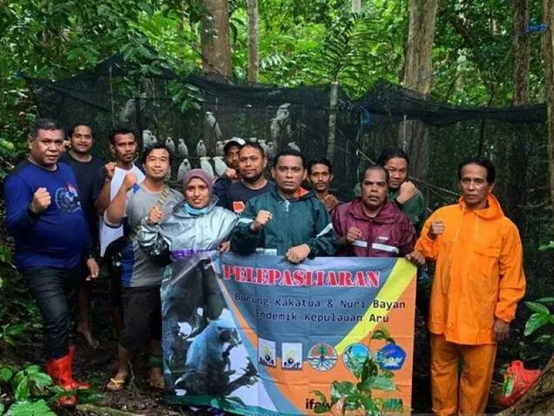 BKSDA Maluku Lepasliarkan 150 Satwa Endemik
