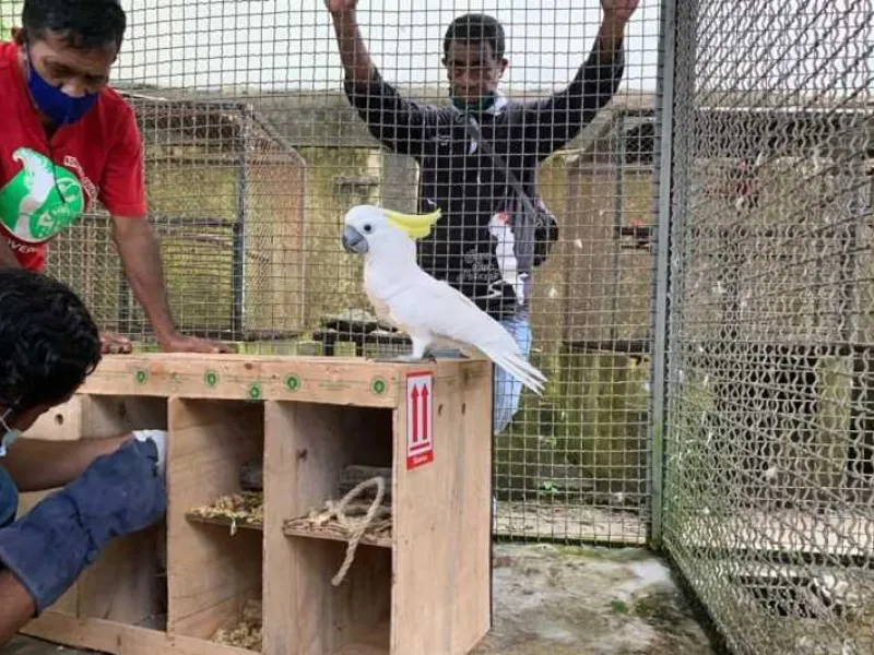 BKSDA Maluku Terima 7 Burung Endemik Hasil Translokasi