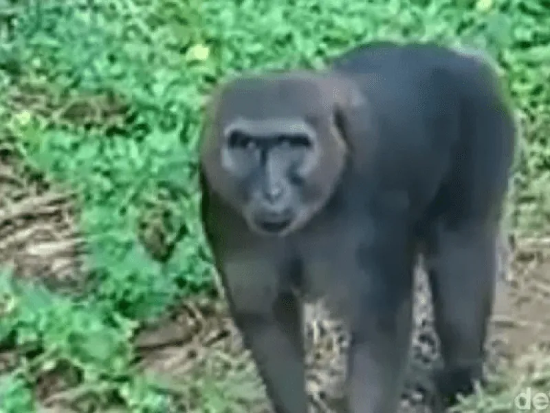 BKSDA Sulsel Pasang Perangkap Untuk Evakuasi Macaca Maura