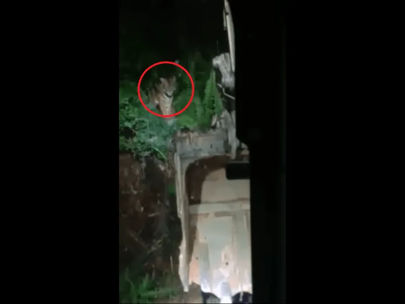 BKSDA Sumbar Klarifikasi Video Harimau yang Mengadang Ekskavator