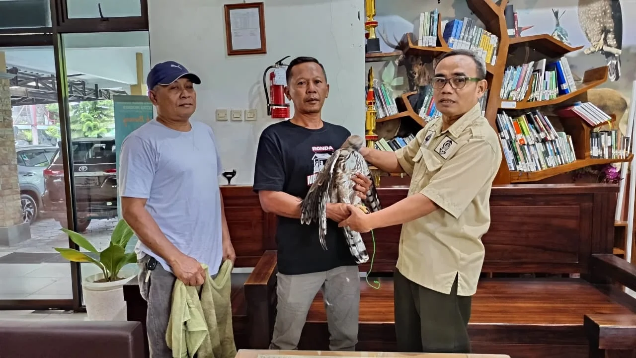 Proses serah terima elang brontok peliharaan warga kepada BKSDA Yogyakarta Foto BKSDA Yogyakarta - BKSDA Yogyakarta Mener...