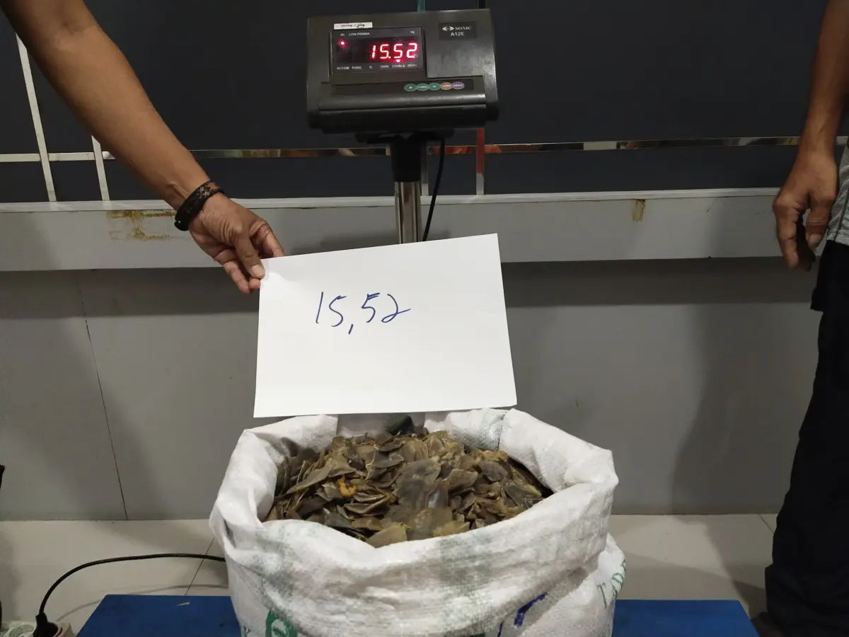 BLJ Dibekuk Petugas karena Hendak Jual 15,5 Kilogram Sisik Trenggiling