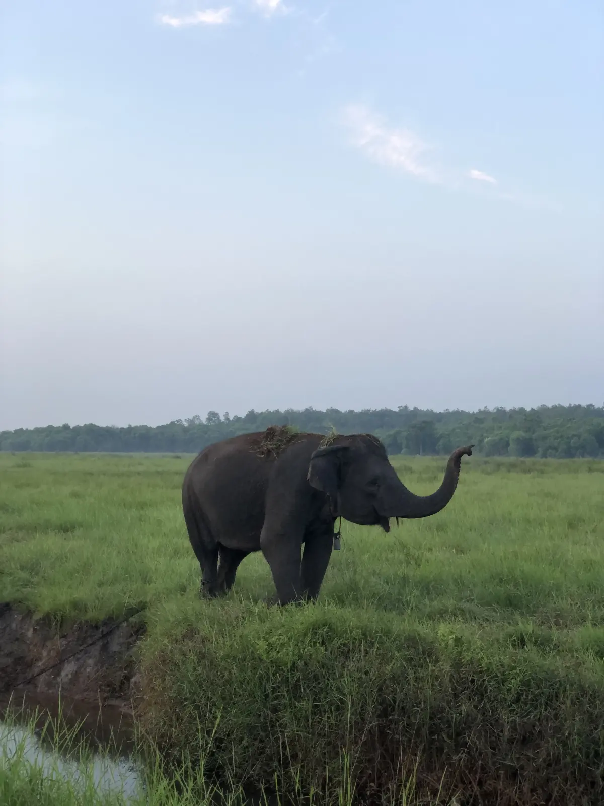 Seekor gajah sumatera Elephas maximus sumatranus di Desa Braja Harjosari Foto Angela - Braja Harjosari Harmoni dari Jejak...