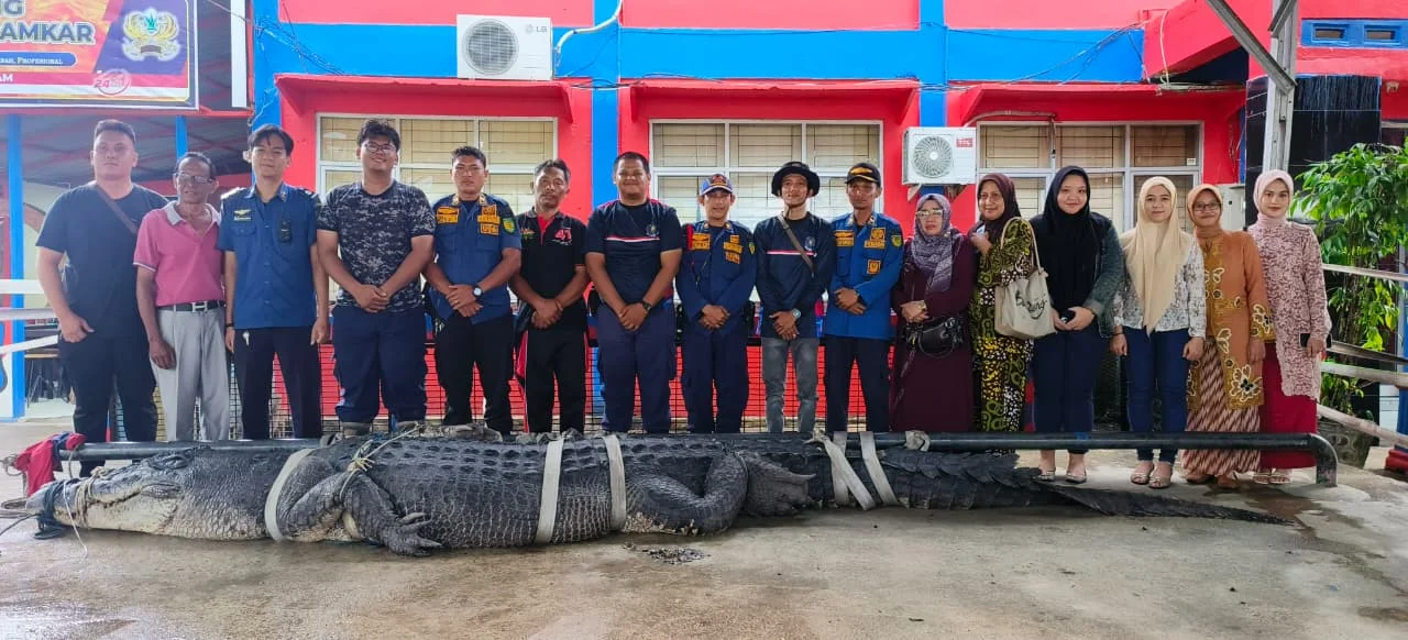 Buaya Berukuran 5,7 Meter Dievakuasi di Inhil, Dirawat Sementara di Kantor Damkar