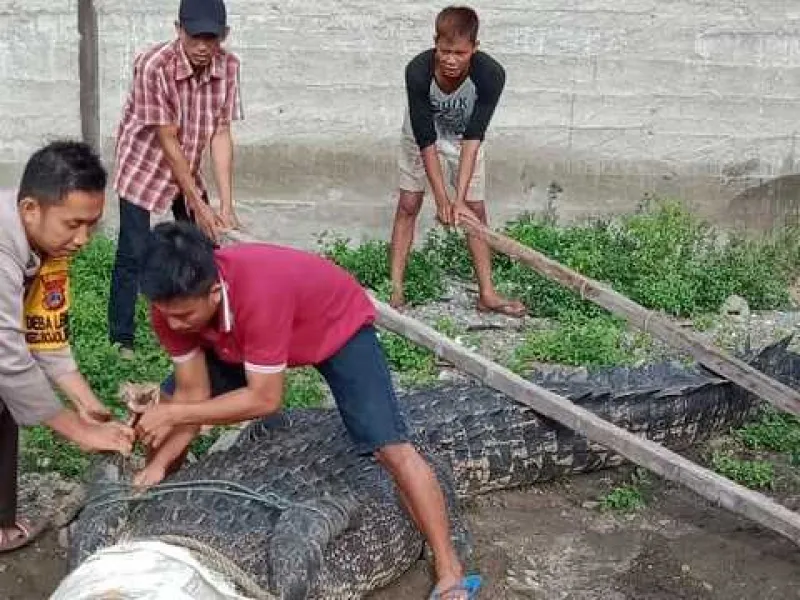 Buaya Muara Sepanjang 4,5 Meter Ditangkap Warga Donggala