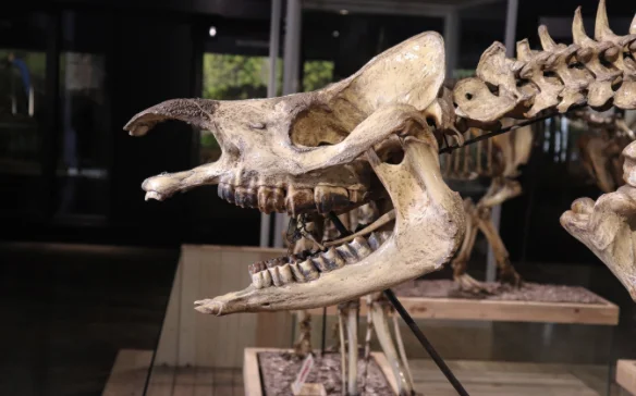 Bukan Sekadar Awetan Satwa Liar, Mengapa Taksidermi Museum Berbeda dari Koleksi Pribadi?