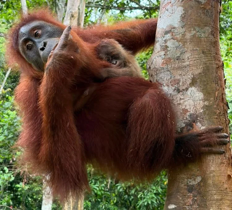 Bukti Keberhasilan Rehabilitasi, Orangutan Wenda Melahirkan di Cagar Alam Jantho