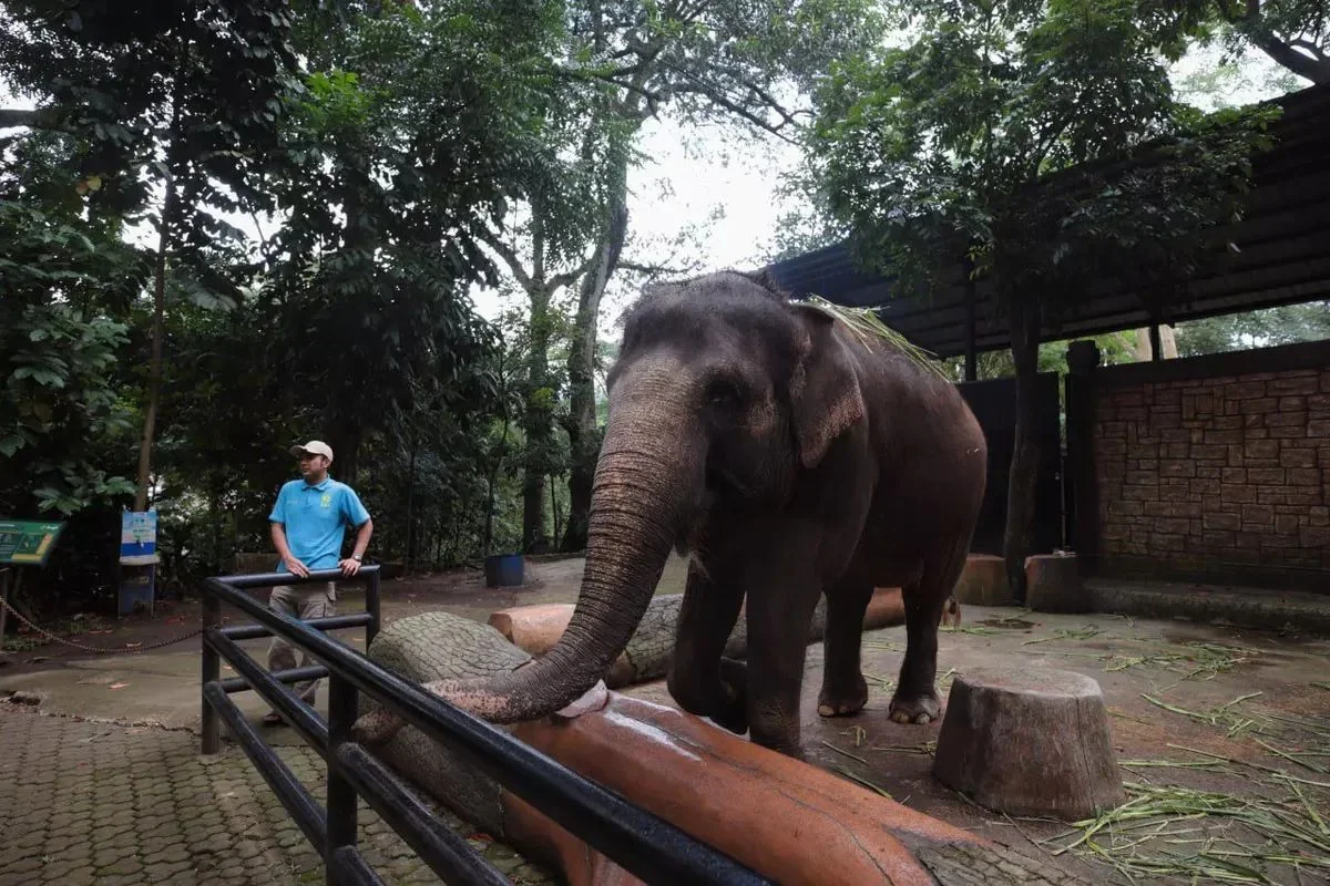 Kondisi kesehatan gajah di Bandung Zoo kini jadi sorotan masyarakat Foto Diskominfo Kota Bandung - Buntut Polemik Bandung...