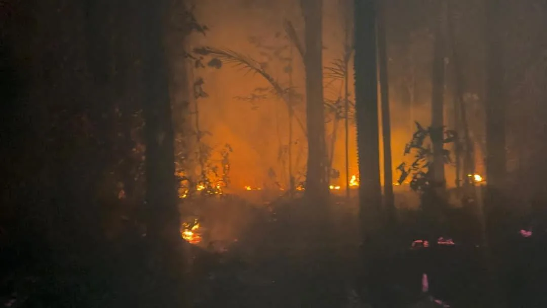Burung Endemik Halmahera yang Terancam Karhutla