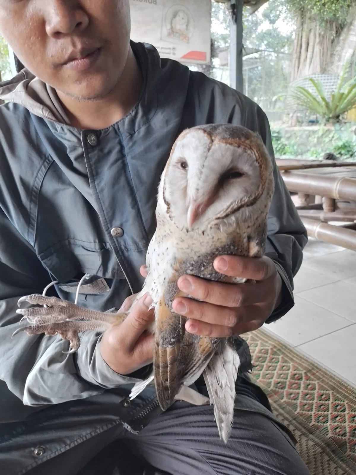 Burung Hantu jadi Sahabat Petani, Ini Syaratnya Kata Para Ahli