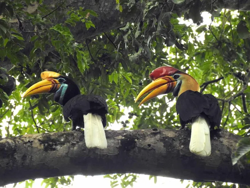 Burung Rangkong, Sang Petani Hutan Sesungguhnya