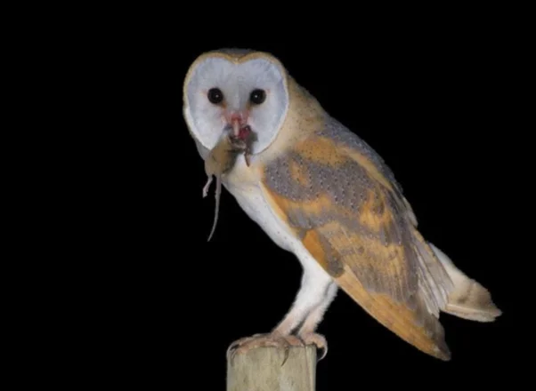 Serak jawa Tyto alba memangsa tikus Foto Joaquim Coelhoflickrcom - Burung sebagai Pengendali Hama Alami di Ekosistem Pert...