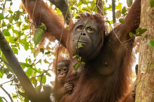 Cara Diet ala Orangutan, Gizi Seimbang dan Metabolisme Teratur