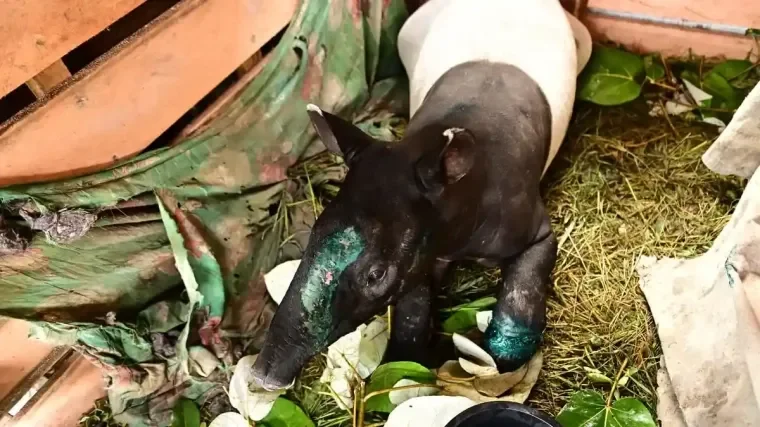 Seekor tapir yang diselamatkan dari upaya perdagangan ilegal Foto BKSDA Sumatera Barat - Dalam Perjalanan Mengantar Tapir...