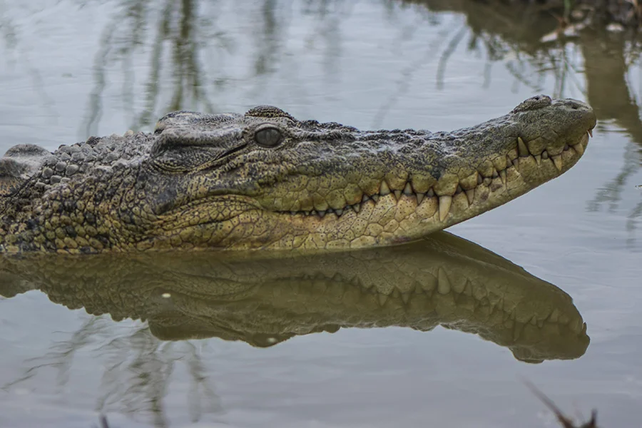 Buaya muara timbul di permukaan air Foto Nopri IsmiMongabay - Dalam Tiga Hari Tiga Konflik Buaya Muara Terjadi di Babel