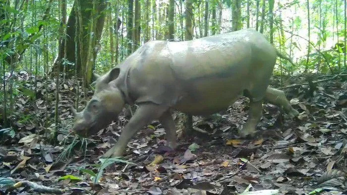 Dari Hutan Lindung ke Suaka Badak: Strategi Jangka Panjang Selamatkan Badak Pari