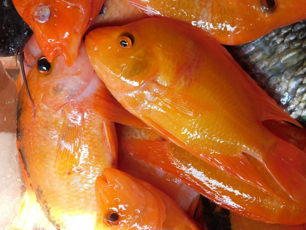 Dari Spesies Invasif Menjadi Kerupuk: Problematika Hukum Pemanfaatan Ikan Red Devil di Danau Toba