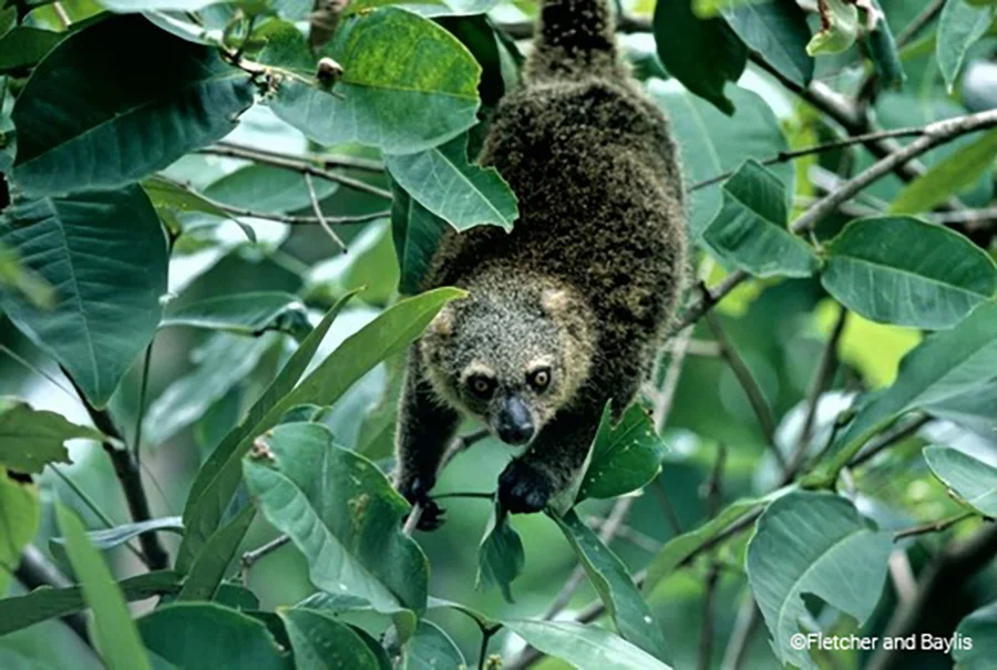 Kuskus beruang sulawesi yang kehidupannya terancam oleh deforestasi Foto Fletcher BaylisEDGE - Deforestasi di Latimojong...