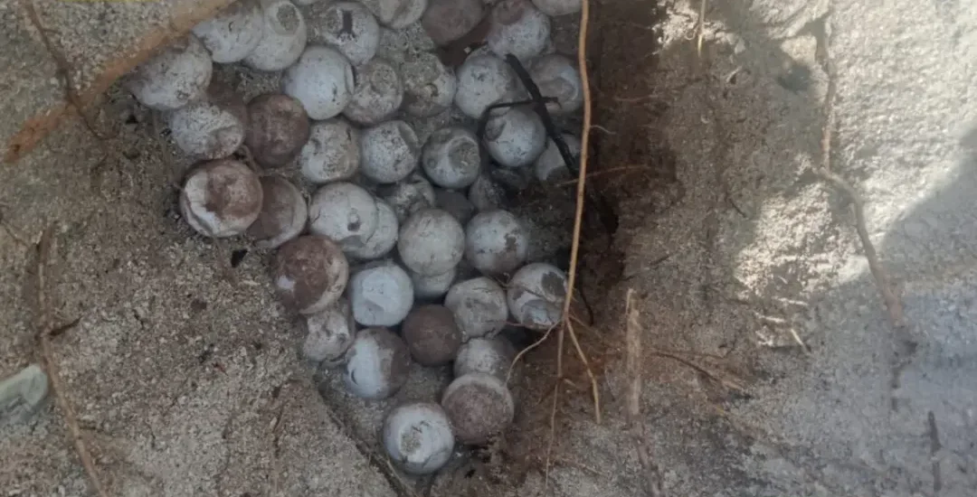 Temuan telur penyu yang diamankan oleh BKSDA Maluku Foto Instagram BKSDA Maluku - Demi Penetasan Aman 93 butir Telur Peny...