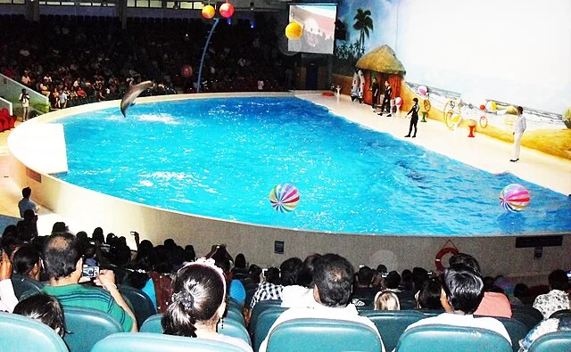 Pertunjukan Lumba-lumba di Dubai Dolphinarium Foto GeorgekurianWikimedia Commons - Di Balik Atraksi Eksploitasi Lumba-Lum...