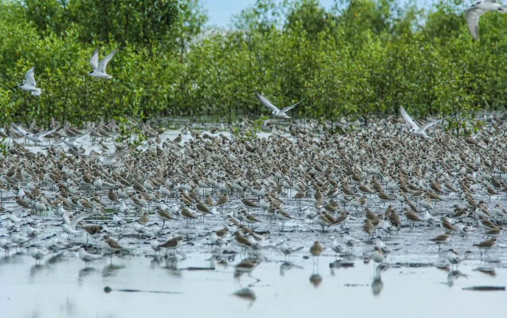 Di Persimpangan Jalur Migrasi Burung: Ancaman Avian Influenza bagi Indonesia