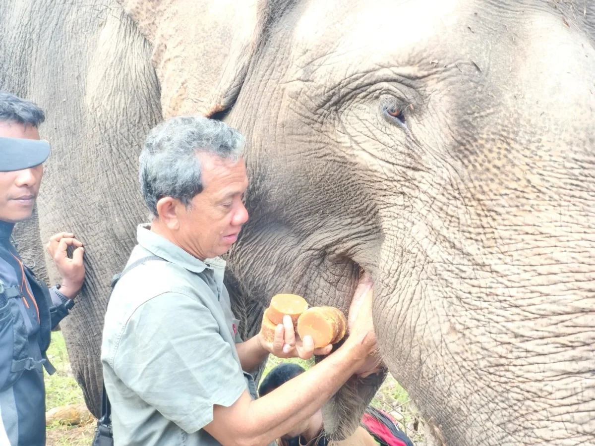 Di Tengah Duka Bencana, BKSDA Jelaskan Kehadiran Gajah untuk Bantu Warga