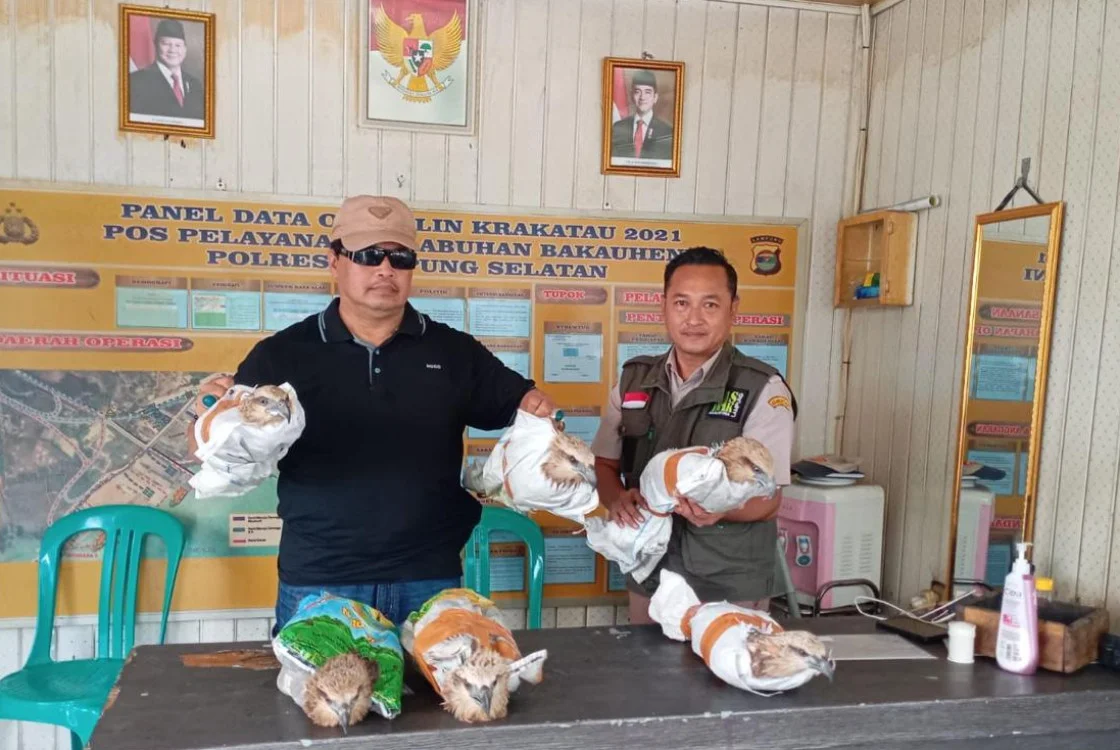 Dibungkus Karung, Enam Elang Brontok Dilalulintaskan secara Ilegal