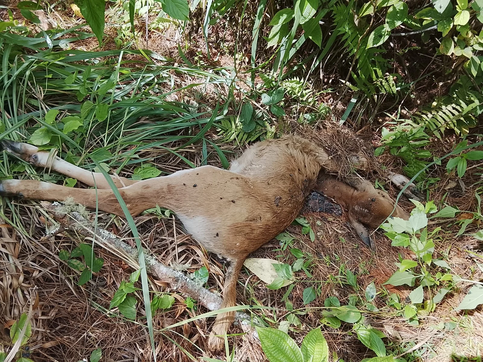 Diduga Konflik Harimau, Sapi Milik Warga Aceh Tengah Ditemukan Mati
