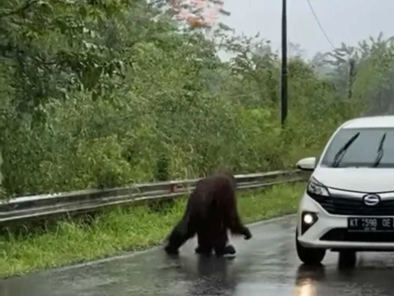 Diduga Kuat Terusik dan Lapar, Orangutan Menyeberangi Jalan di Kutai
