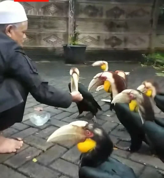 Sekumpulan julang emas menghampiri warga afar mendapatkan makanan Foto tangkapan layar video amatir warga - Diduga Lapar...