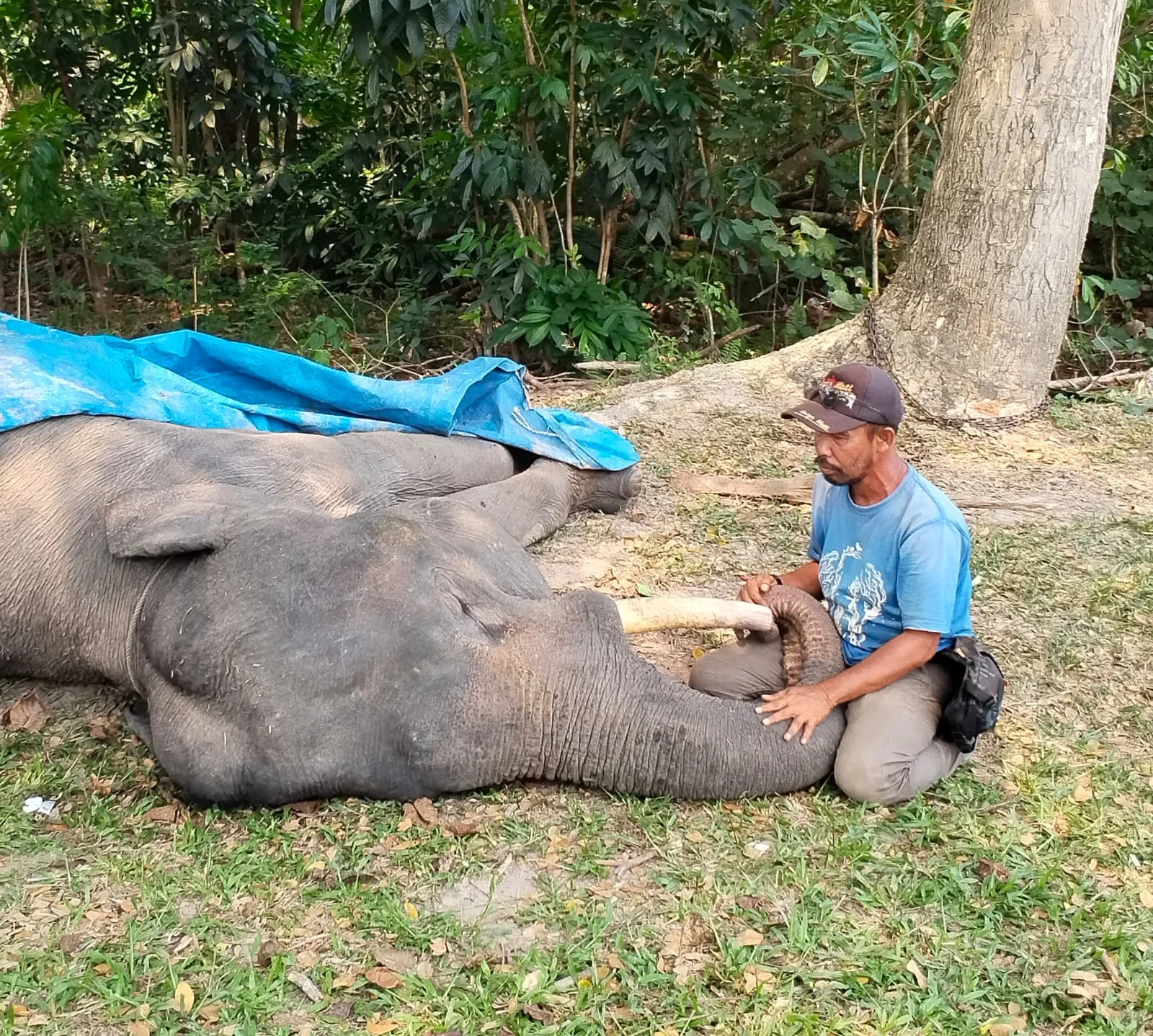Diego, Gajah Binaan PLG Minas Tutup Usia
