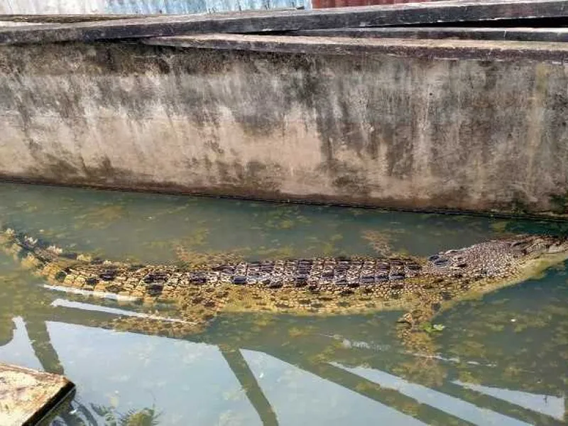 Dipancing dengan Sling Baja, Buaya Muara Mati Akibat Infeksi
